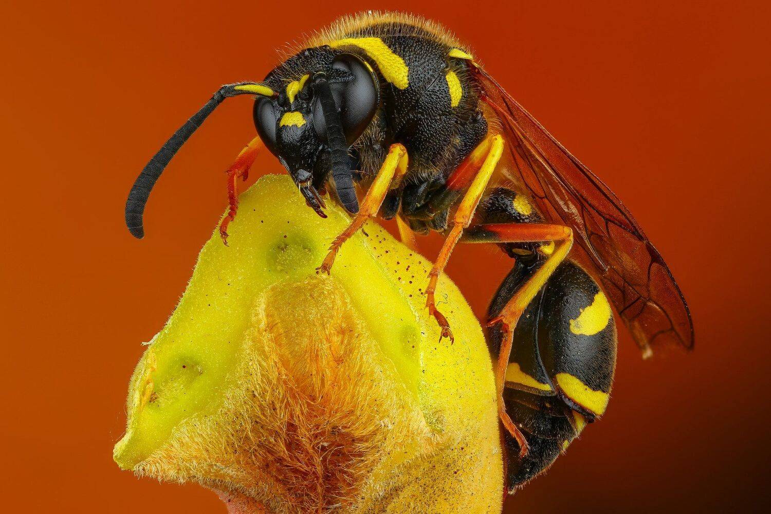 макро насекомое желтый оранжевый цвет, Андрей Шаповалов