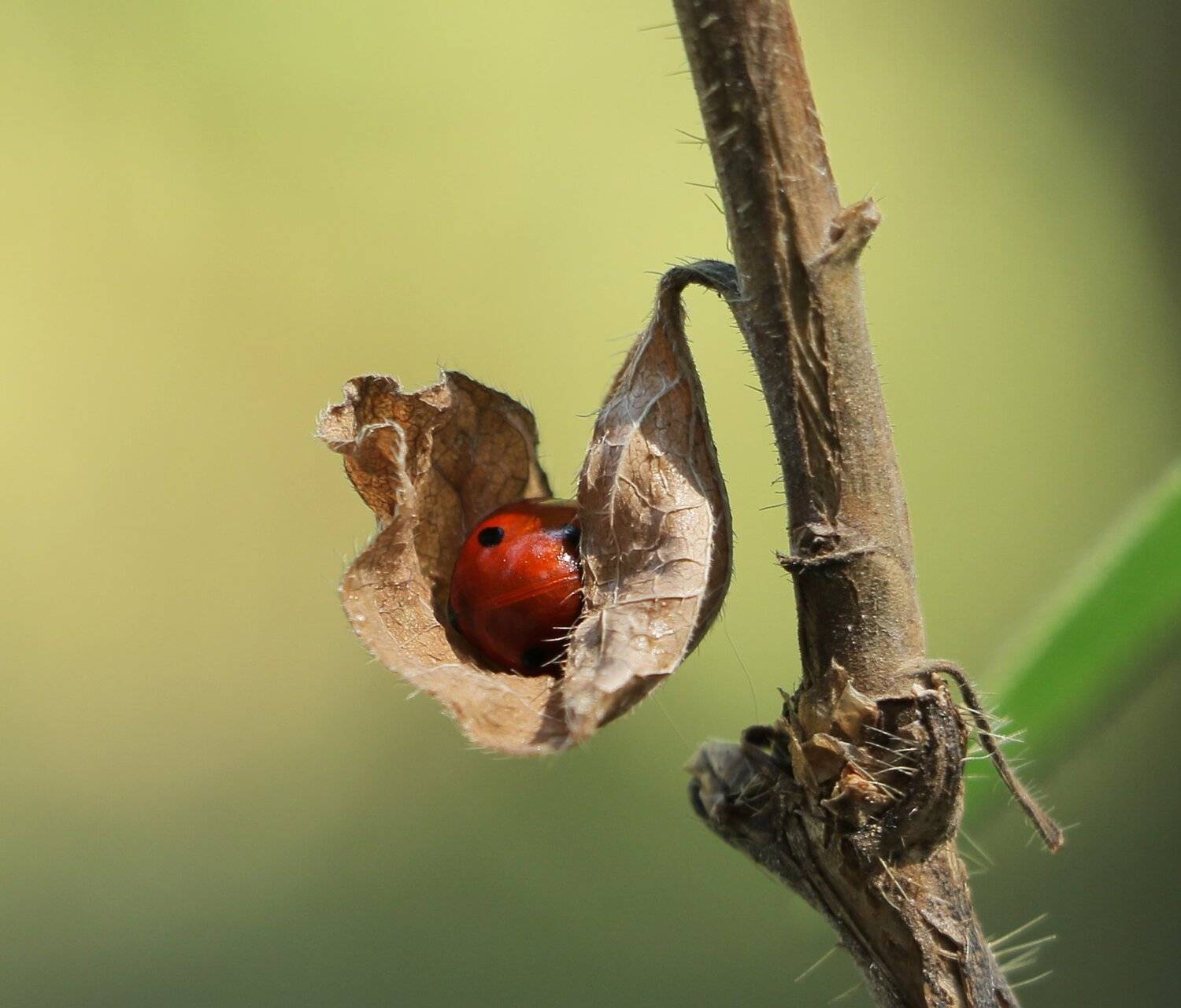 природа, шаварёв, фотография,, Александр Шаварёв