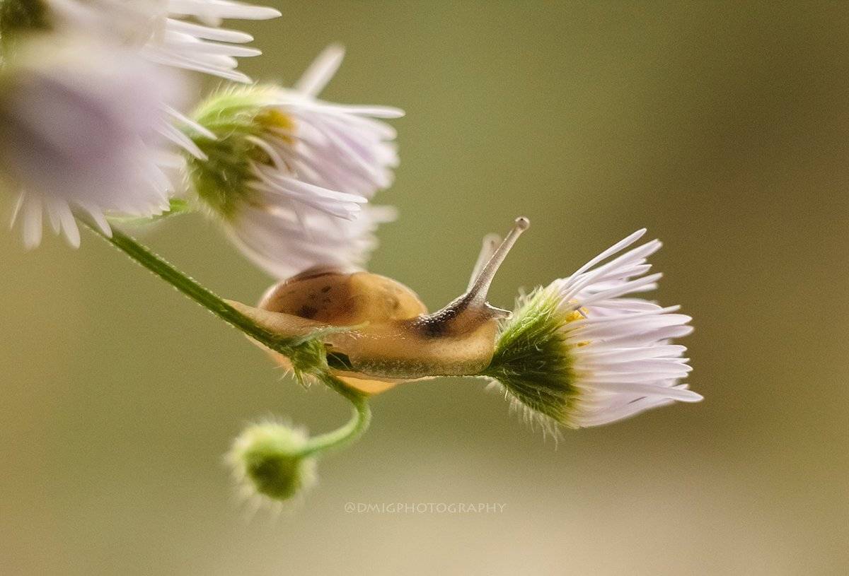 макро, природа, растение, улитка, лето, макромир, макрофотография, гелиос44_2, lovemacro, цветок, , Дмитрий Гусалов