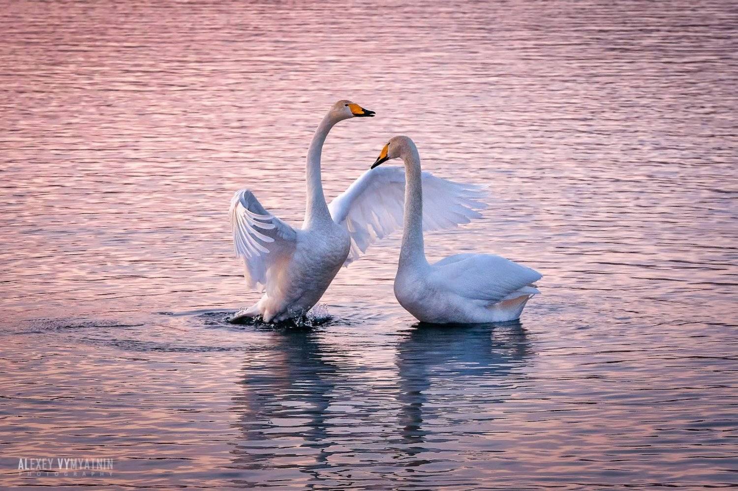 , Алексей Вымятнин