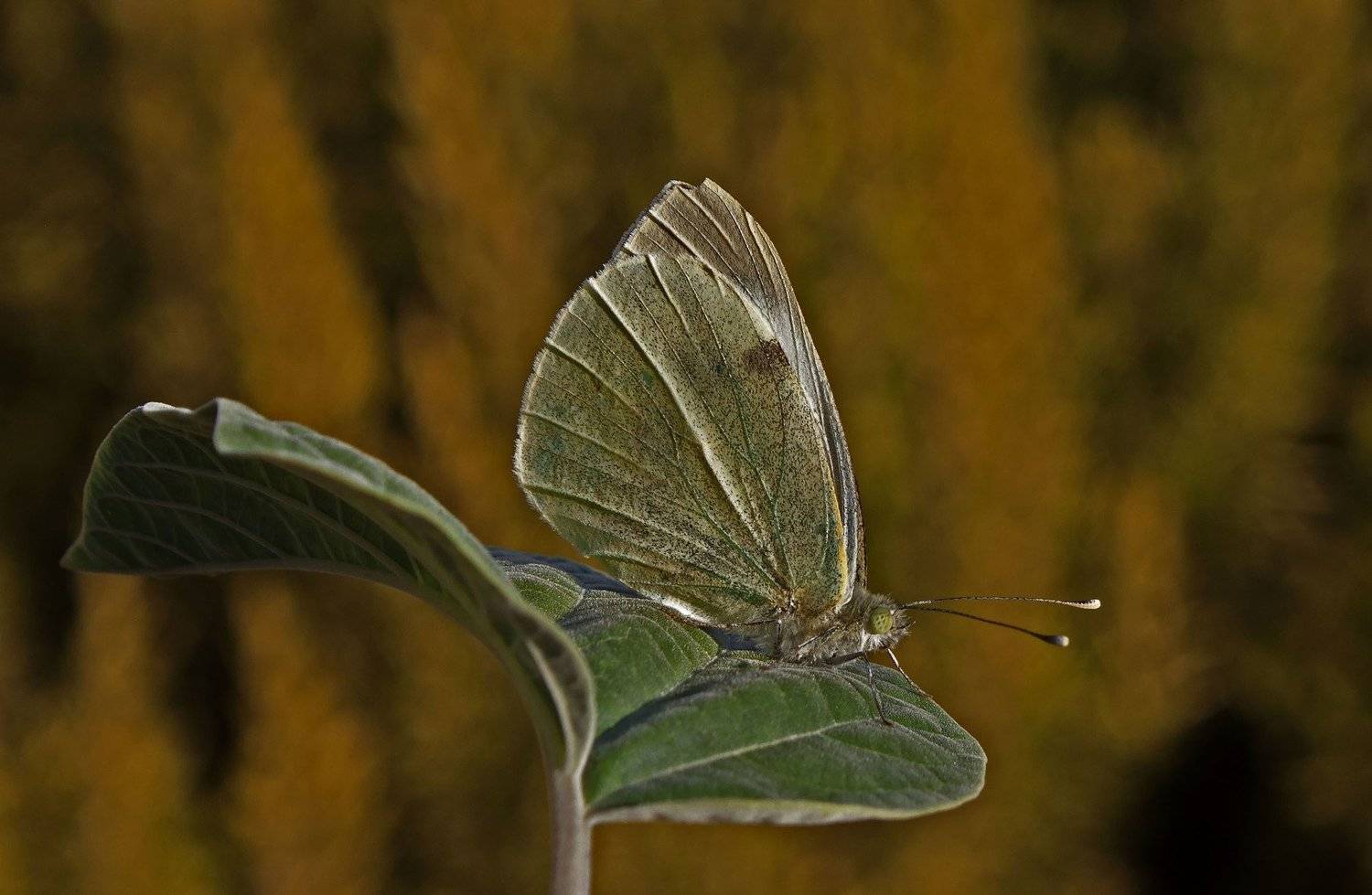 macro,art,colors,dreams,photography,passion,peace,life,freedom,, Nihan Bayındır