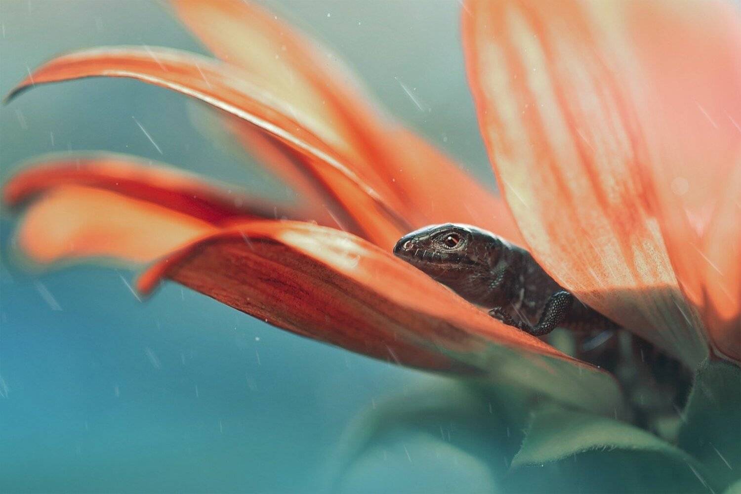 , Лапшина Владлена