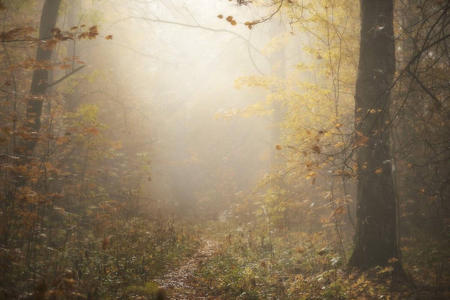 , Сергей Овчинников