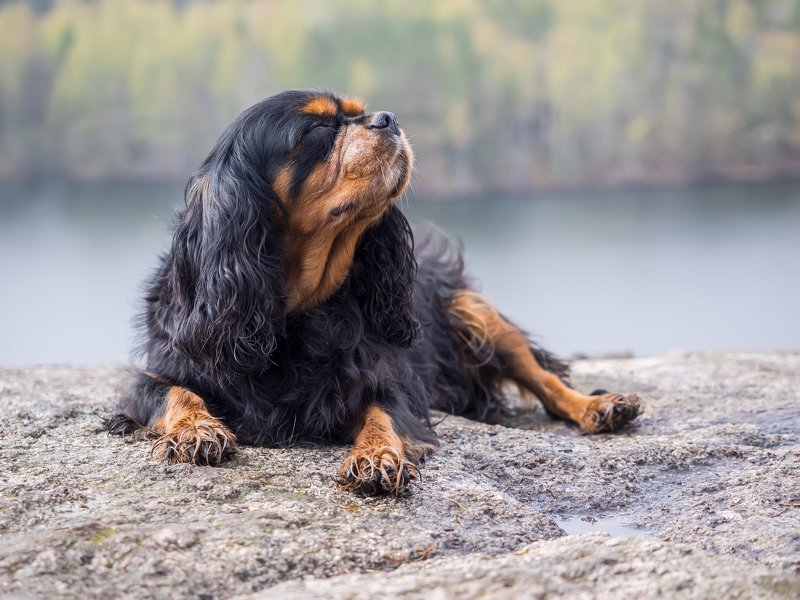 *** фото превью