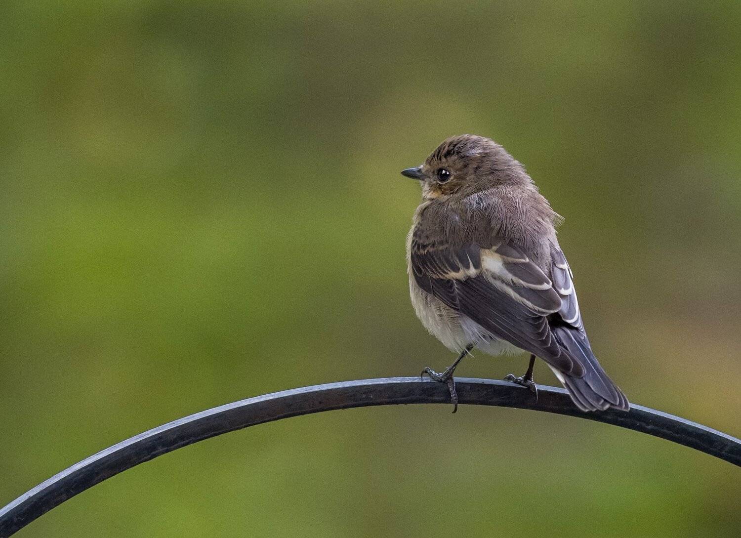 , Курлянцев Алексей