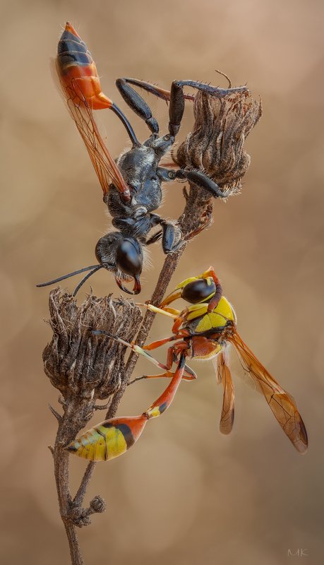 Две осы фото превью