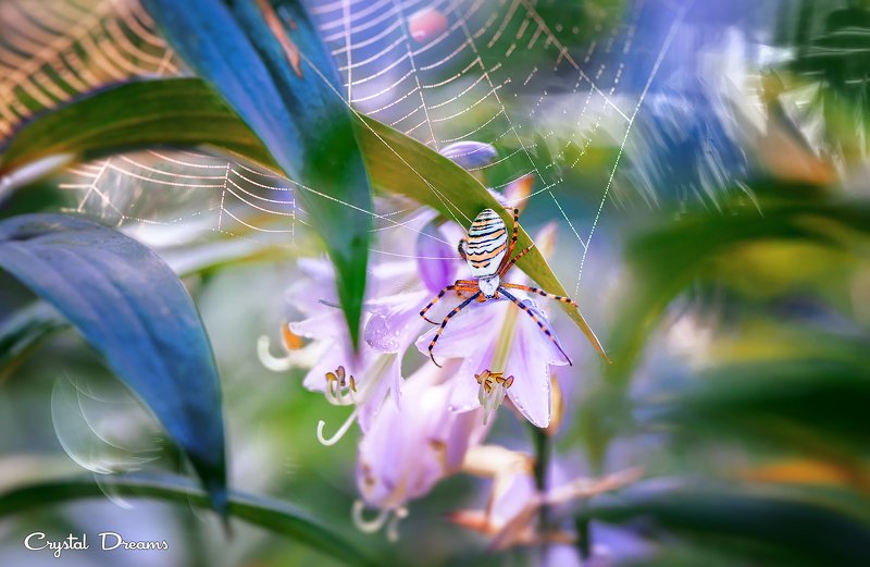 crystal dreams, macro, summer, color, art, nature, spider Live Alone фото превью