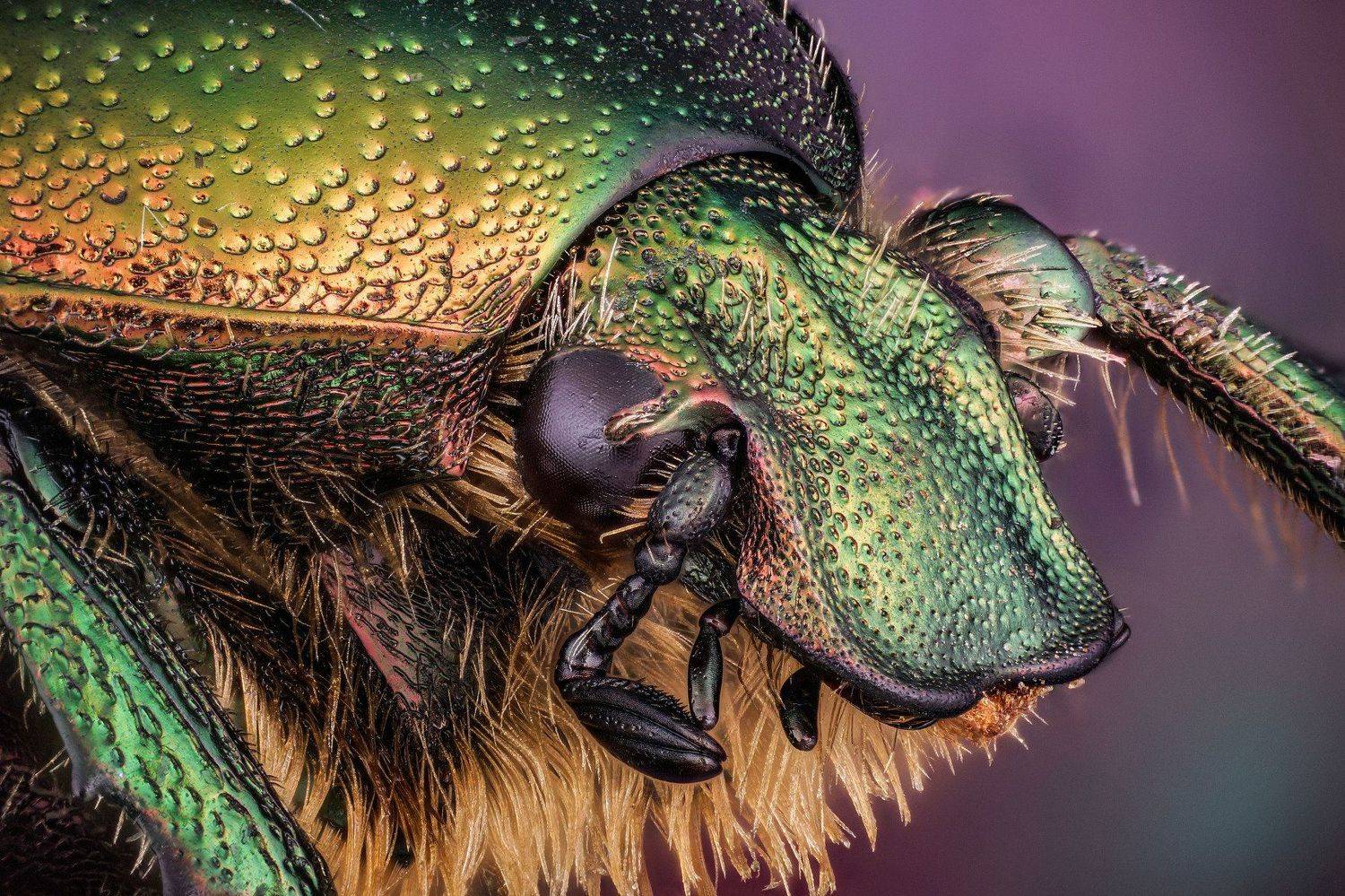 , Сергей Чупахин