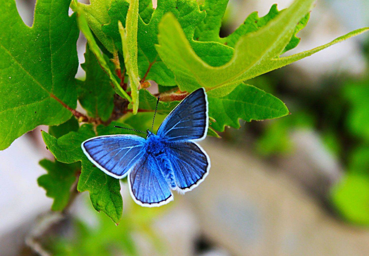 macro,art,photography,colors,dreams,life,peace,passion,freedom,, Nihan Bayındır