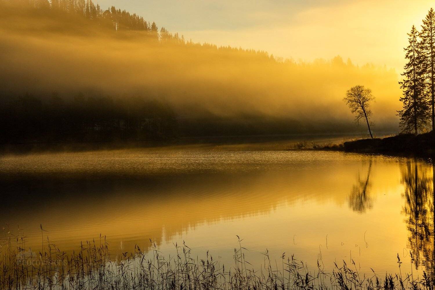 lake,lakeside,fog,sunrise,norway,norwegian,scandinavia,scandinavian,nature,jonsvatnet,trondheim, Adrian Szatewicz