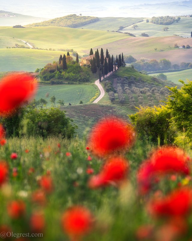 тоскана италия маки цветы вилла утро рассвет Маковое поле в Тоскане фото превью