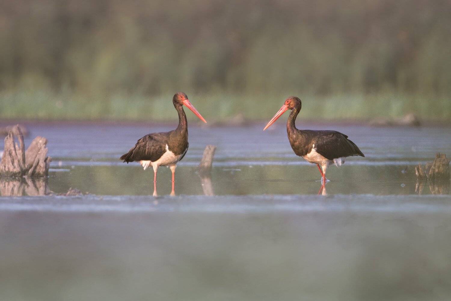 , Arkadiusz Michalak