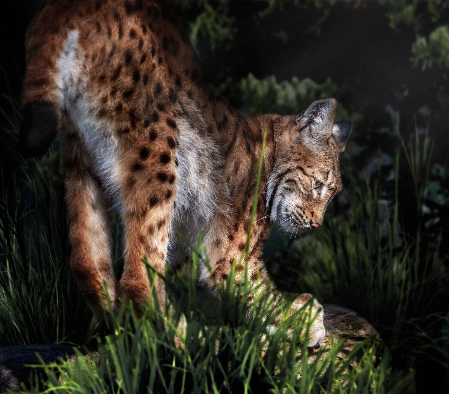 , Олег Богданов