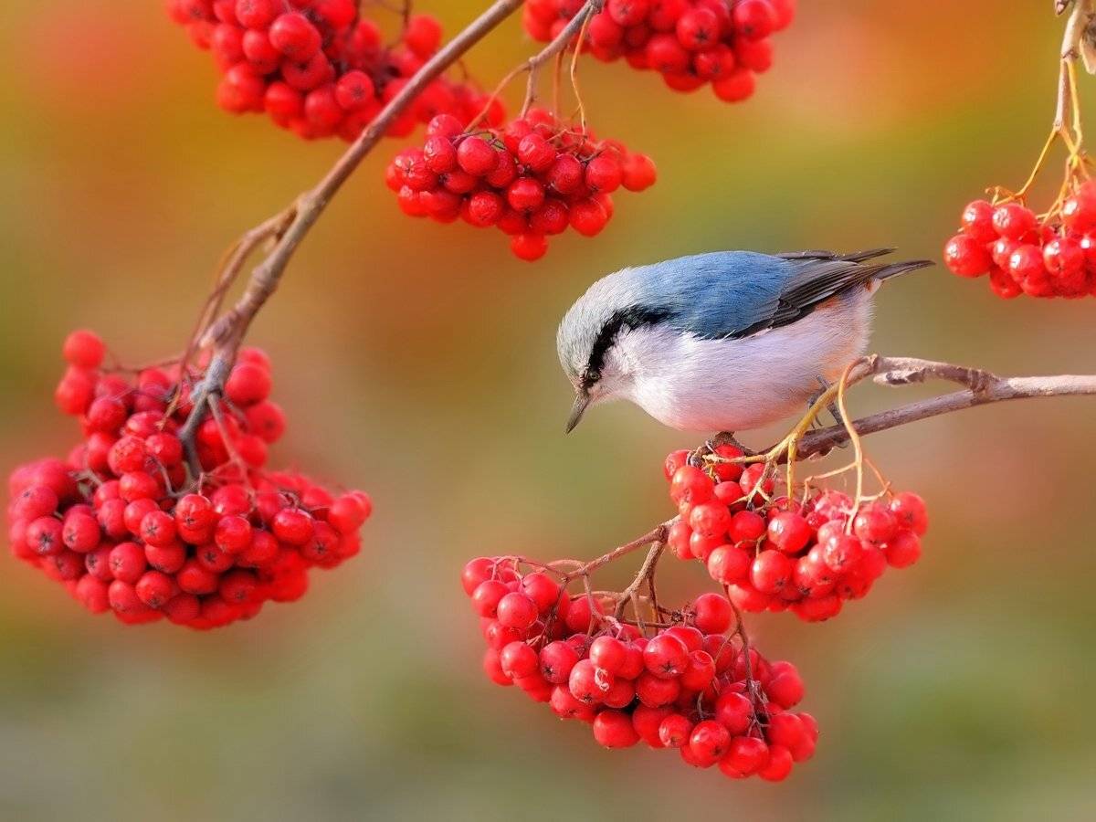 природа, фотоохота,  птицы, животные, осень, vladilenoff