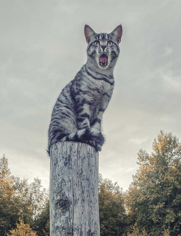 *** фото превью