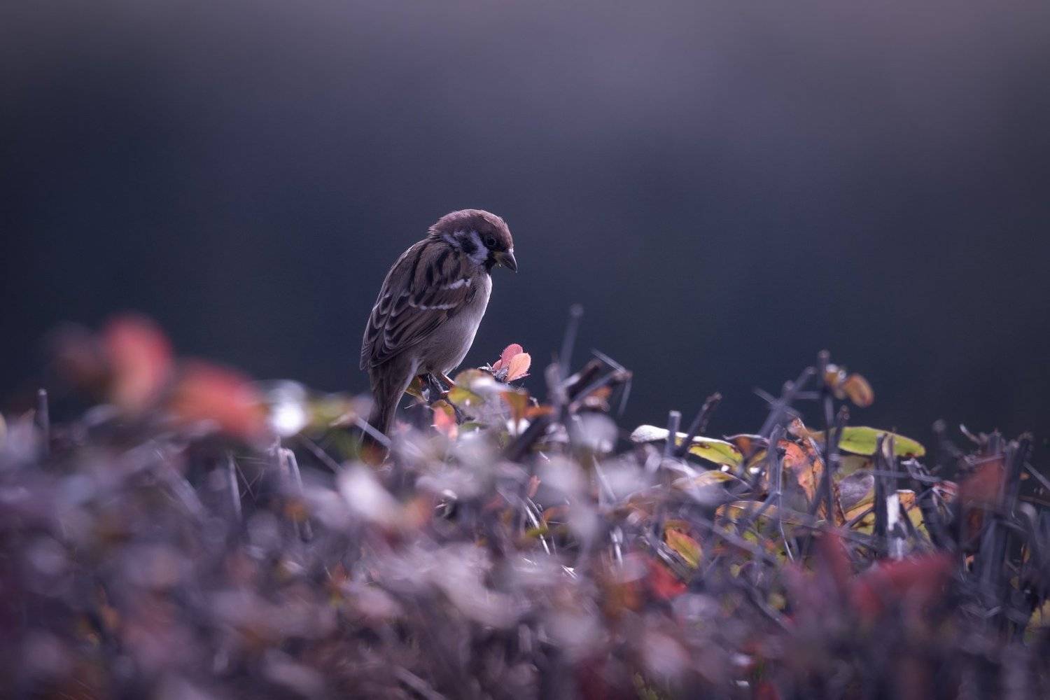 природа, лес, животные, птицы, Дмитрий Посевич