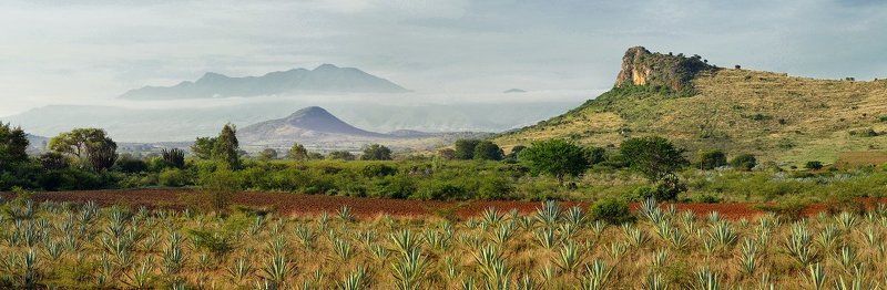 Там, где растет агава. фото превью