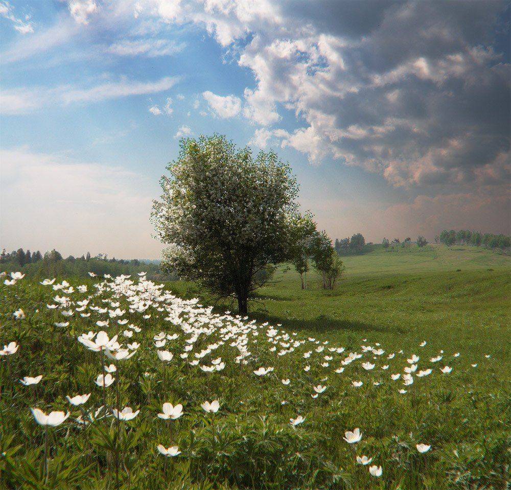 , Николай Морский