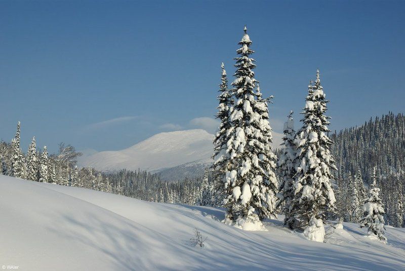 PRO Ёлки фото превью