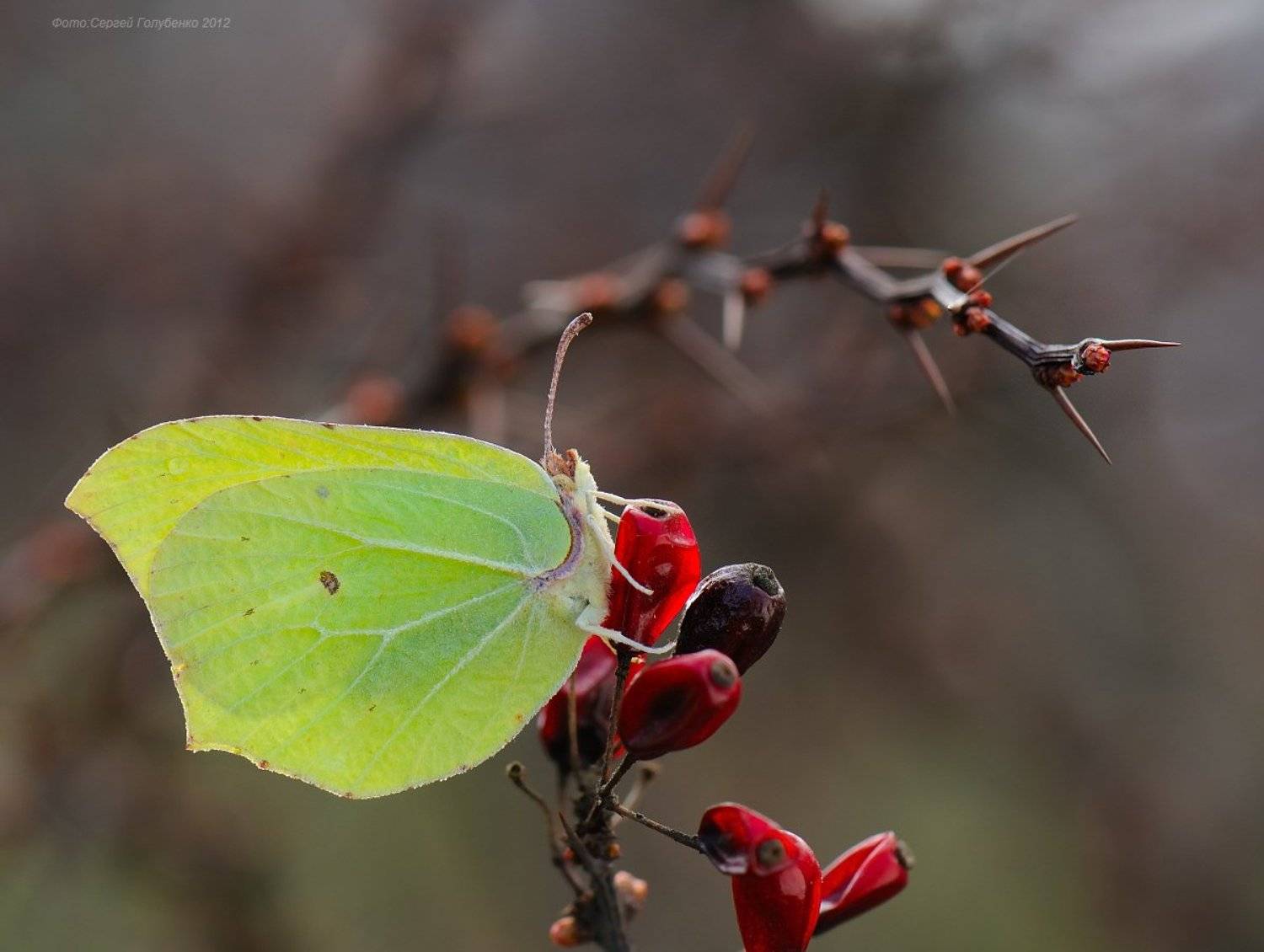 , Сергей Голубенко