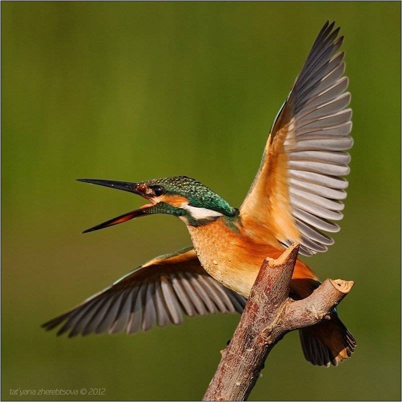 зимородок, kingfisher, Татьяна Жеребцова