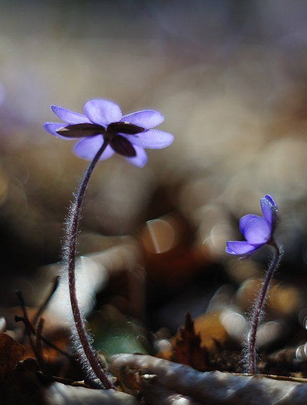 весенние разговоры фото превью