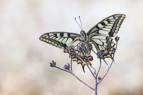 Papilio machaon