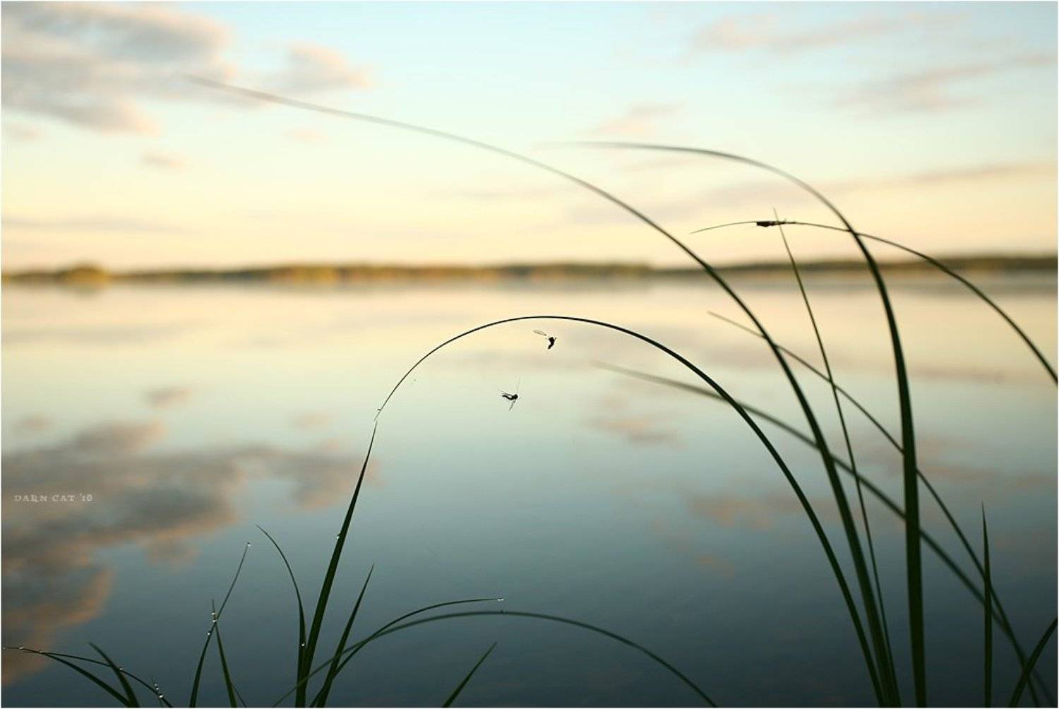 утро, мошки, двое, рассвет, Darn Cat