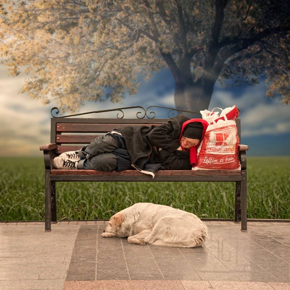 sky, morning, freedom, dog, bench, grass, woman, friend, ground, free, bag, sleeping, wet, Caras Ionut