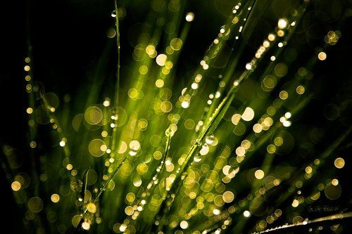 Green explosion