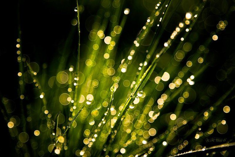 morning, dew, drops, bokeh, grass, green Green explosion фото превью