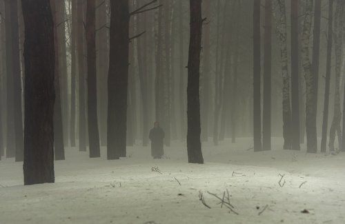 Пешая прогулка по сосновому лесу.