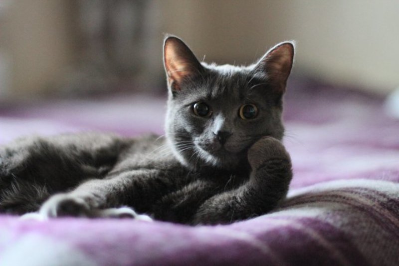 ...расскажите мне сказку... фото превью