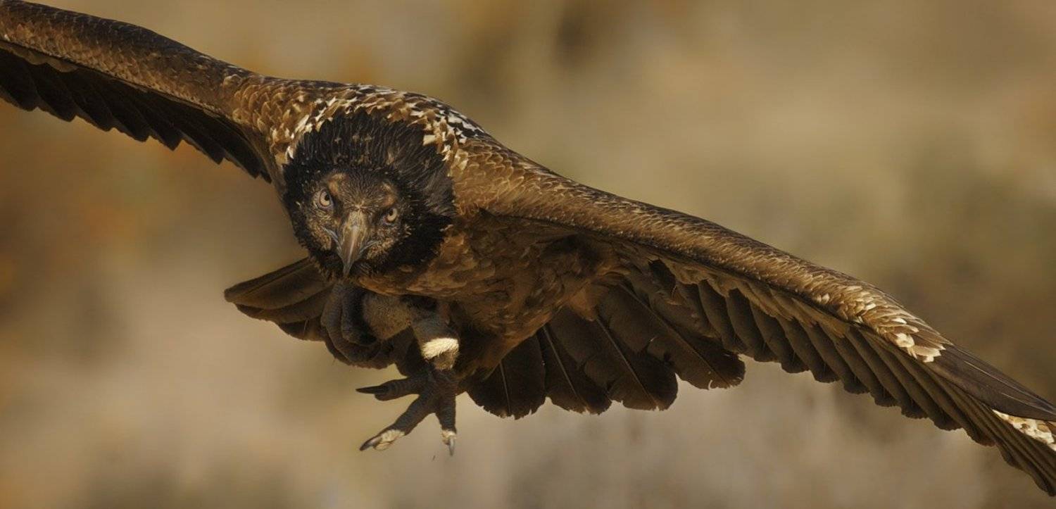 lammergeier, Igor Shilokhvost