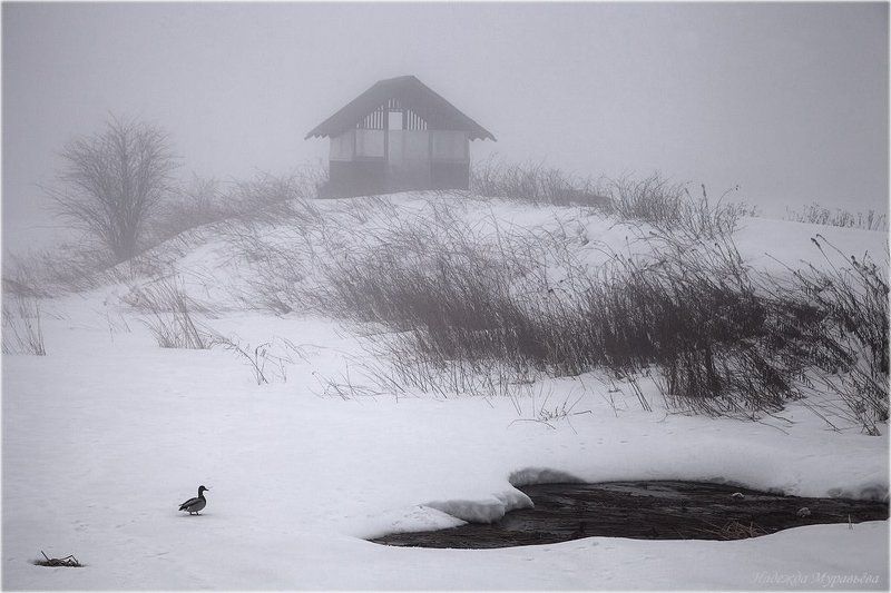 туман, зима, утро, скоро, весна Последнее дыхание зимы фото превью