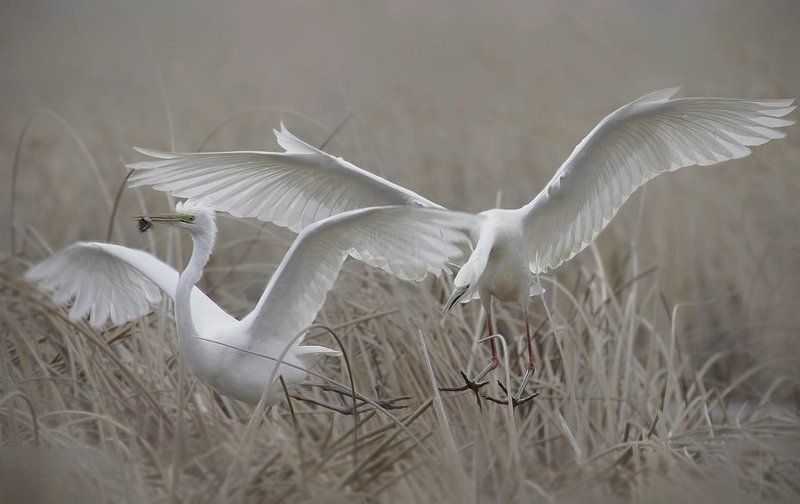 Флирт... фото превью