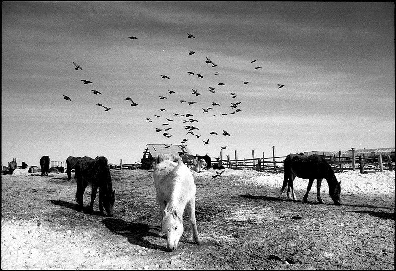 Просто лошади нравятся фото превью
