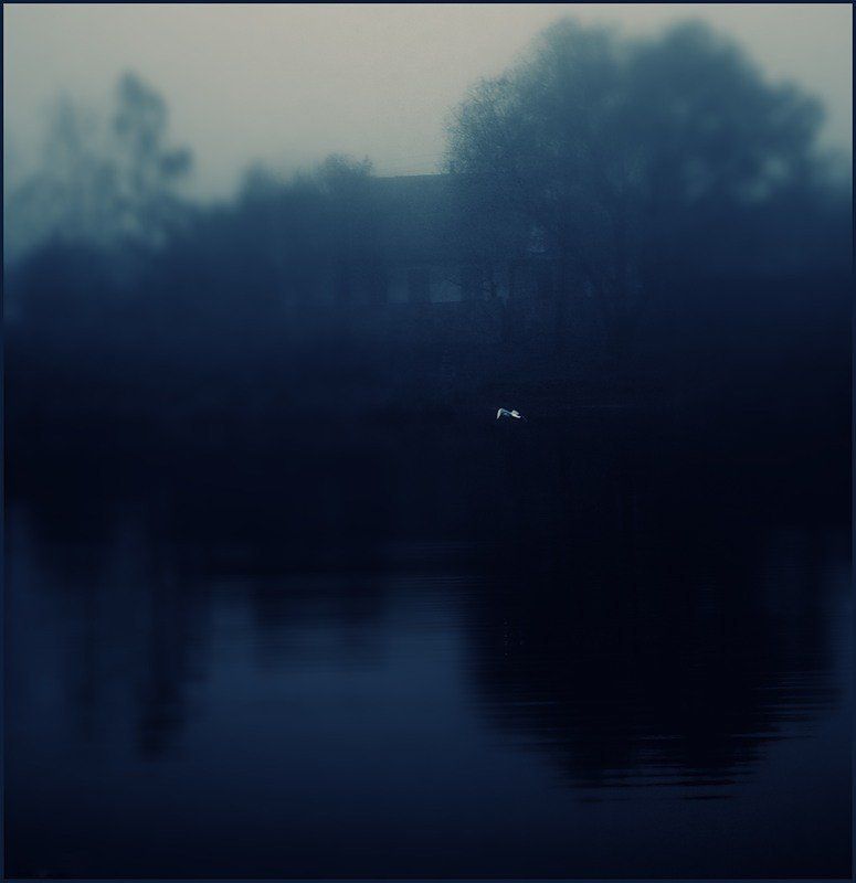 чайка, утро, пустота, тишина Мне снится тишина фото превью