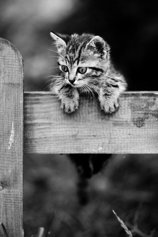 портрет,котенок *** фото превью