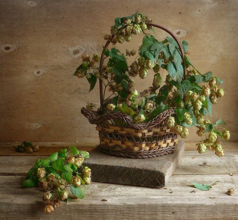 С хмелем фото превью