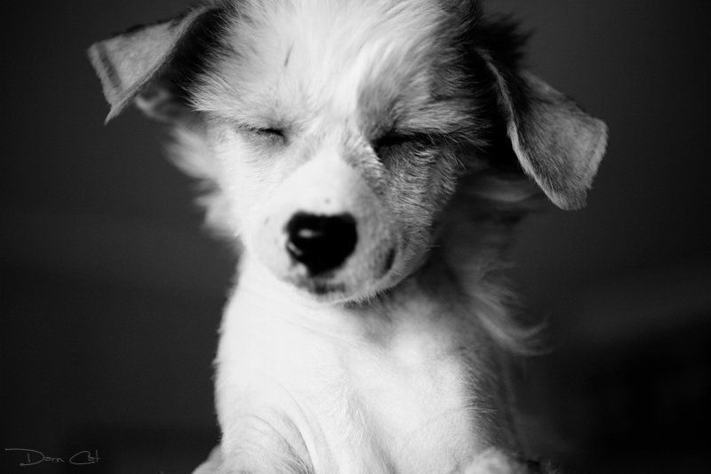 щенок, улыбка, позитивный Don’t worry be happy now! фото превью