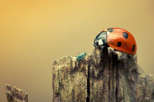 Неожиданная встреча