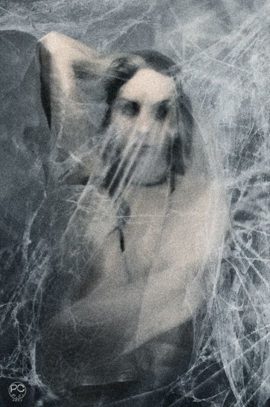 паутина  фото превью