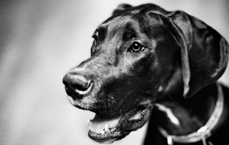 собака, дог, животные, лучший друг человека Dog фото превью