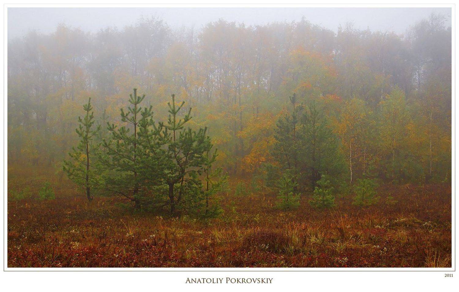 крым, горы, демерджи, туман, осень, деревья, анатолий покровский, Анатолий Покровский