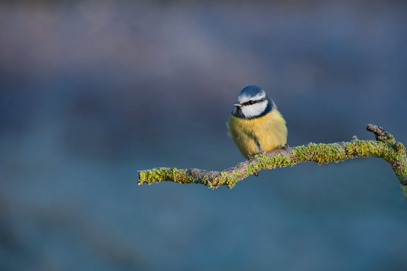 blue tit фото превью