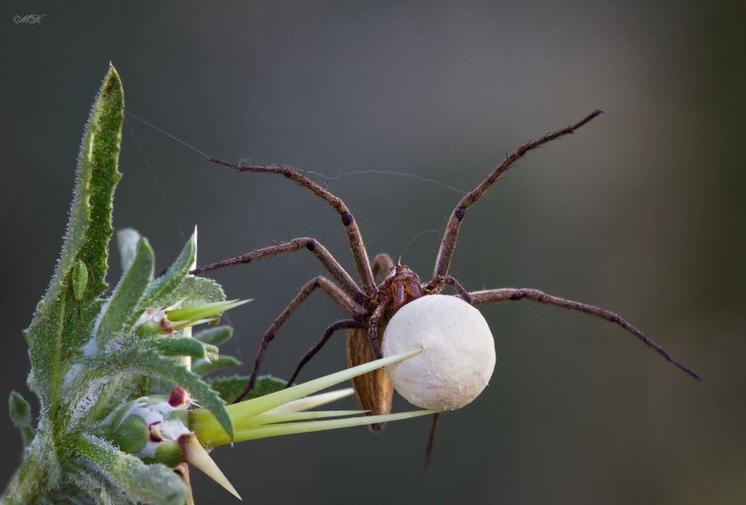 самка, паука-волка, с, кладкой-коконом, Miron Karlinsky