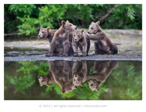 Восемь медвежат