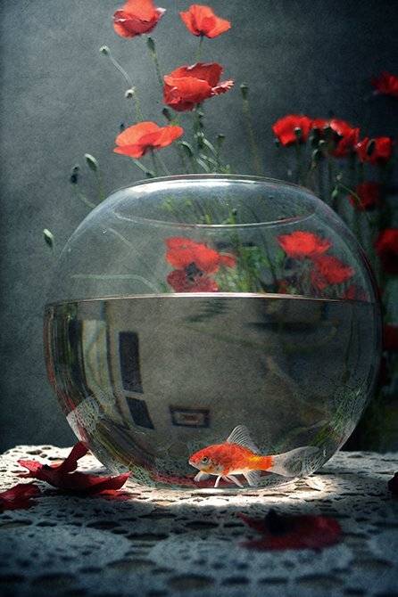 , Анна Применко