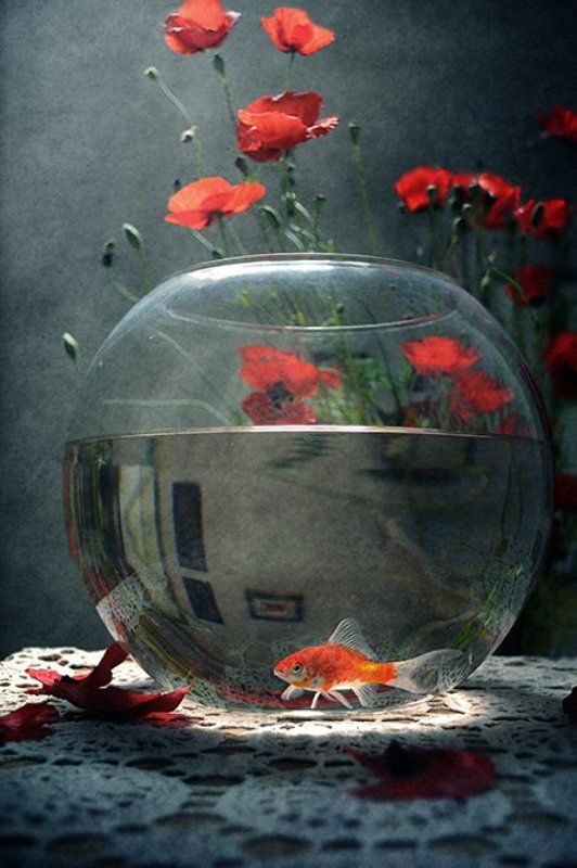 * фото превью